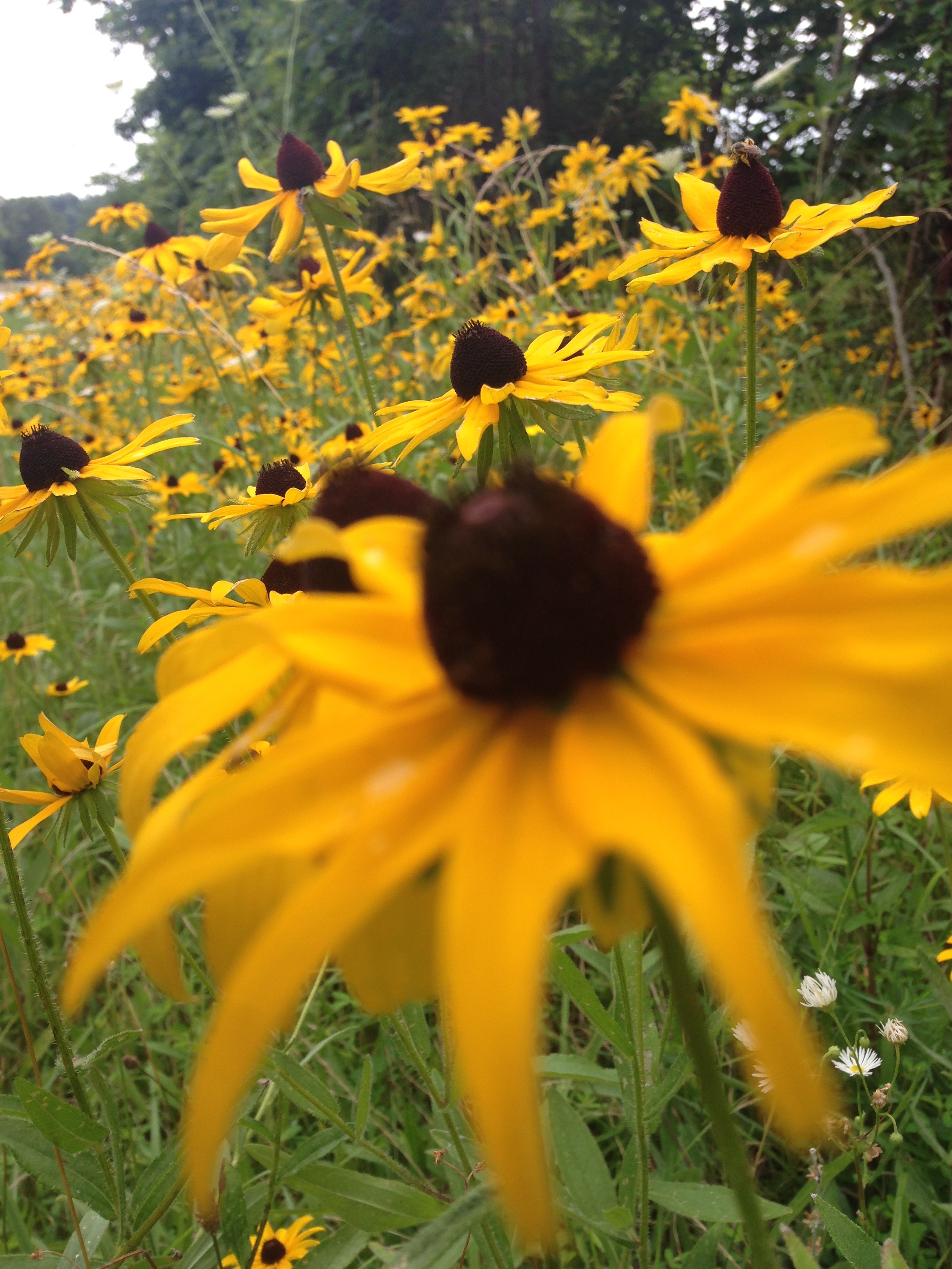 Acupuncture for Anxiety & Depression